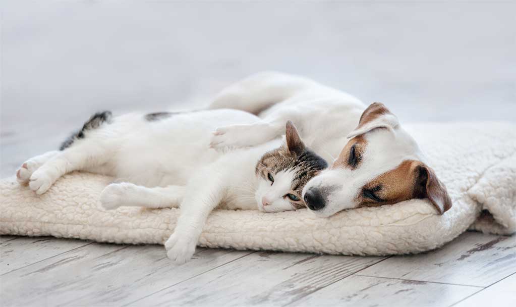 Should You Allow Pets in Your Denver Rental? A Landlord's Honest Guide